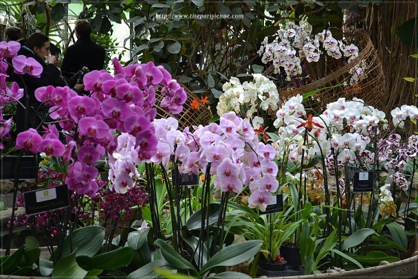 Jardin des Plantes 1 000 orchidées 8