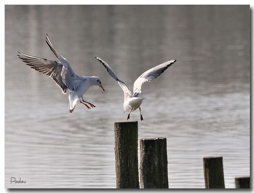 La mouette rieuse