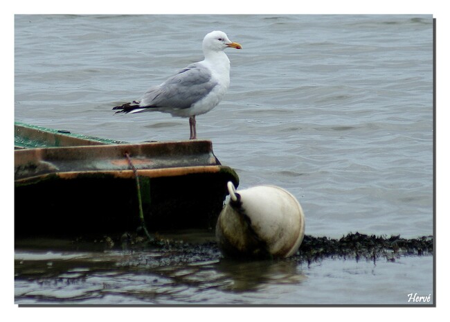 Le Morbihan (11).