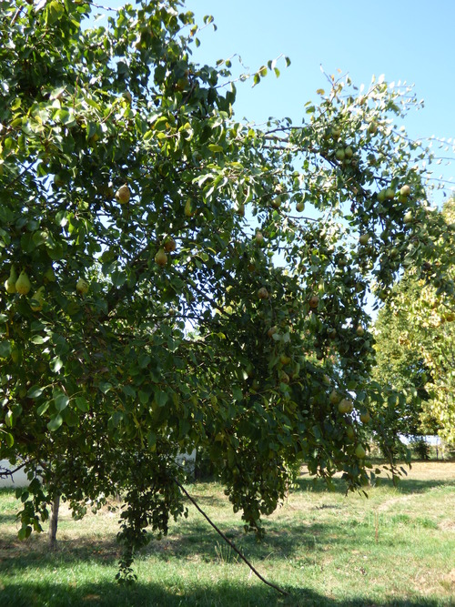 Les dernières heures du jardin....