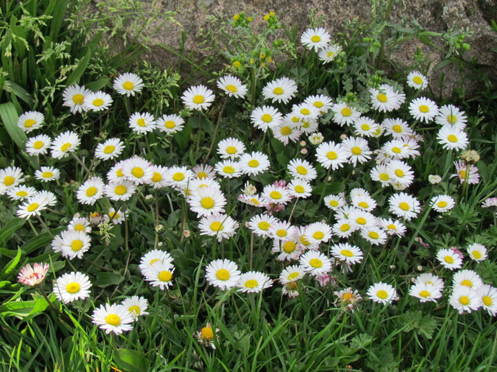 LES FLEURS CHAMPETRES DU PRINTEMPS.