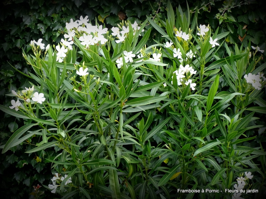 Fleurs dans le jardin 