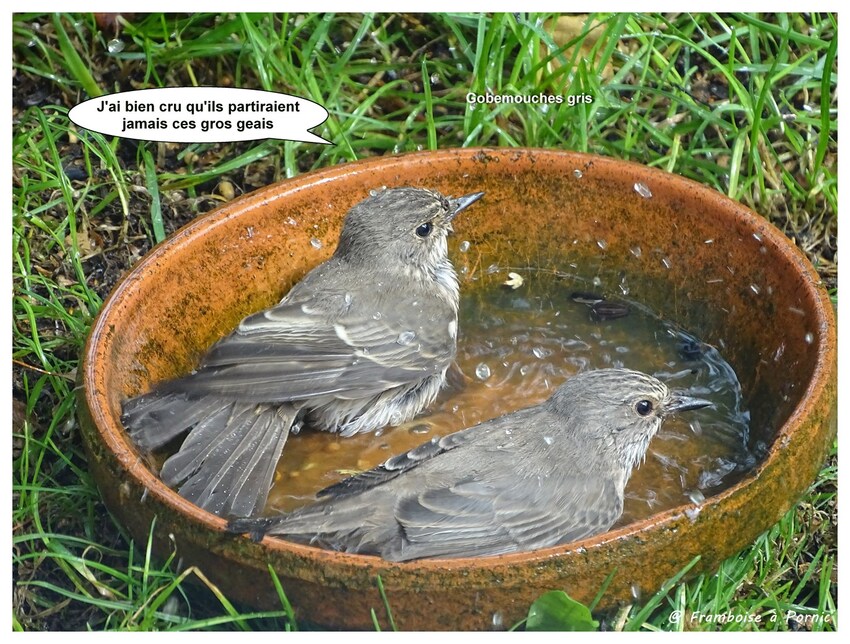 L'heure du bain au jardin 