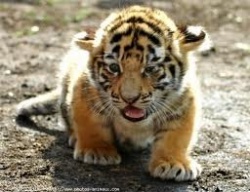 photos de tigres