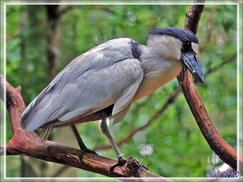 Héron au "bec en bateau", le Savacou huppé, Boat-billed heron (Cochlearius cochlearius) - Parque das Aves - Foz do Iguaçu - Brésil