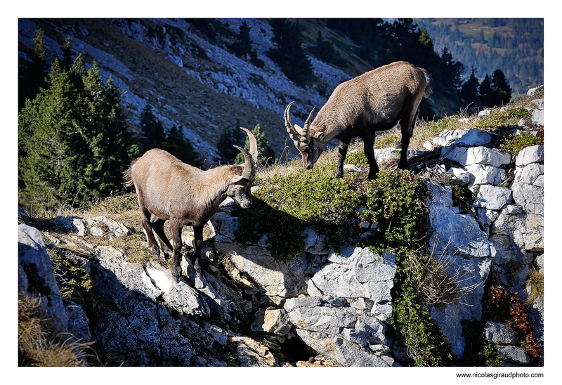 Rencontre avec les Bouquetins en Vercors