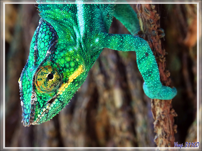 Je retrouve, toujours dans le même arbre, le Caméléon panthère de la veille, Panther chameleon (Furcifer pardalis) - Nosy Sakatia - Madagascar