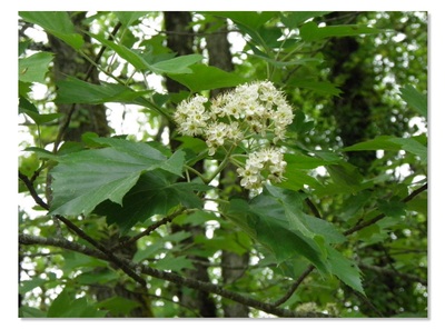 L'alisier des bois