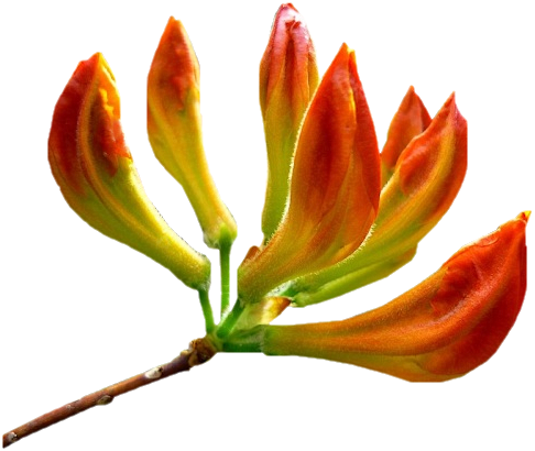 Tubes Fleurs