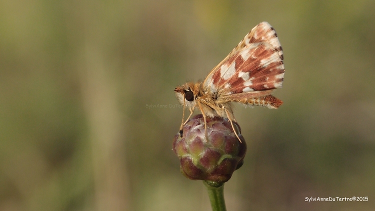 L’Hespérie de la mauve, Pyrgus malvae