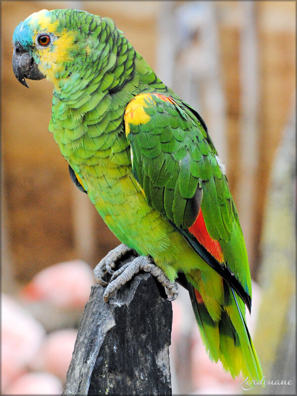 Amazone à front bleu (zoo de Doué la Fontaine)