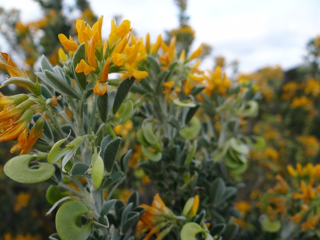 Fleurs de la garrigue