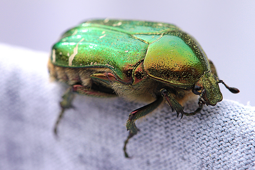 scarabé vert