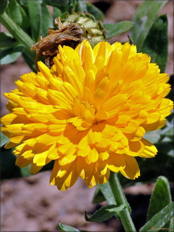 Photos de fleurs (Roseraie des Sables d'Olonne)