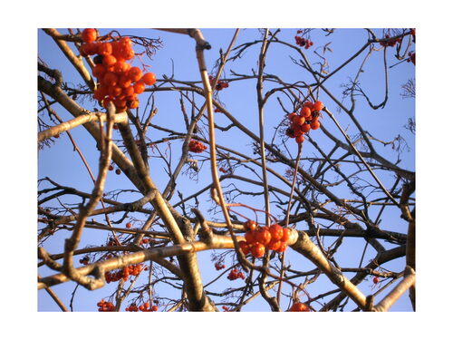 partage photos de janvier : décors de Noël, paysages de montagnes hivernaux, gourmandises de Noël 