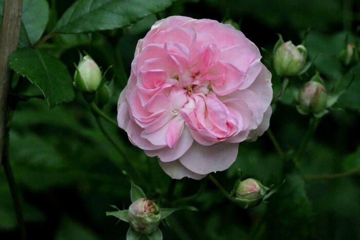 Un bouton, une rose, un rosier : Little White Pet & Little Pink Pet