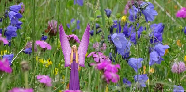 Les fleurs des fées PLANTES FEES