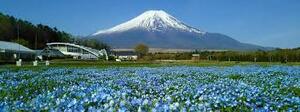 story life trains mount fuji japan flowers spring