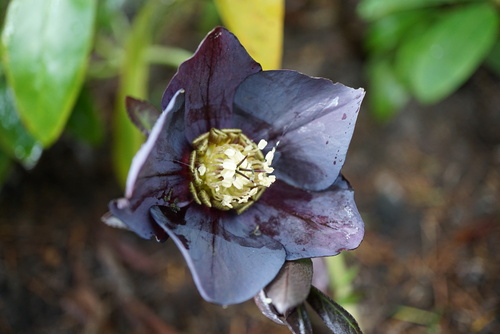 helleborus black beauty