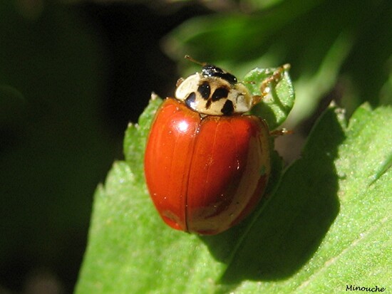 Coccinelle : De l'oeuf ... à l'adulte