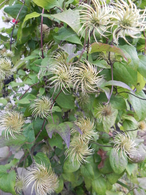 Mon jardin en Automne