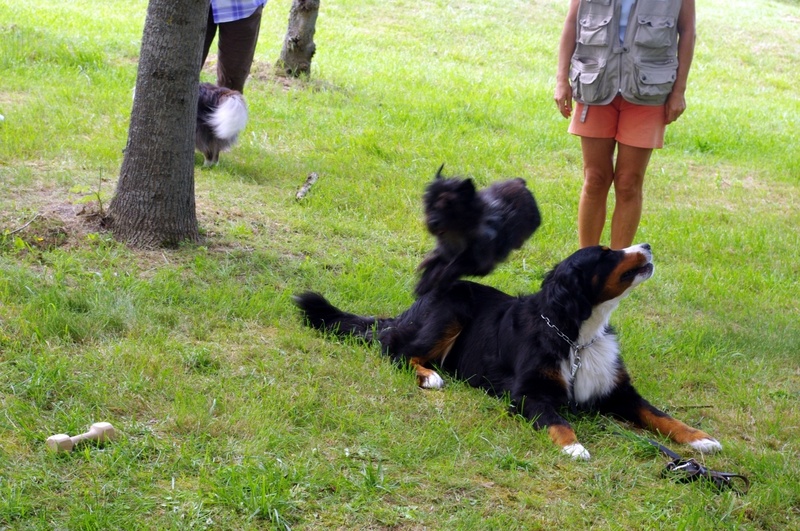 Entraînement du samedi 02 juin 2012