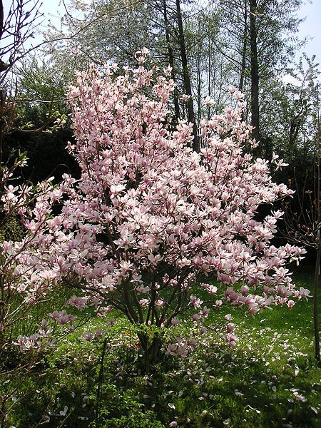 http://upload.wikimedia.org/wikipedia/commons/thumb/7/71/Magnolia_Spring.jpg/450px-Magnolia_Spring.jpg