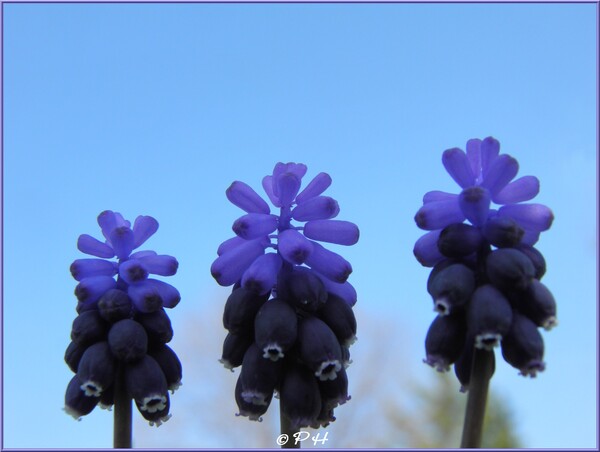 Fleurs sauvages printannières