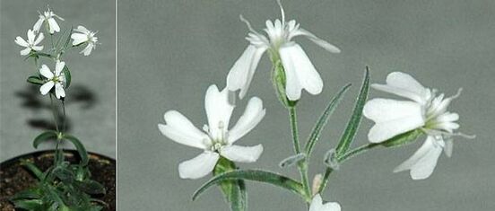 Cette Silene stenophylla est devenue la plus ancienne plante à fleurs jamais ramenée à la vie par des chercheurs. 
