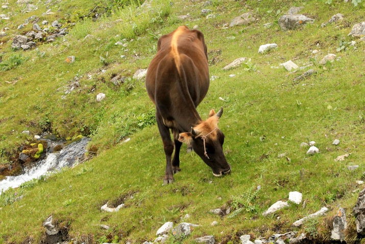 La faune des monts Fanskye, Tadjikistan