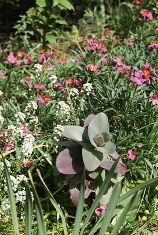 Erysimum linifolium 'Constant cheer'