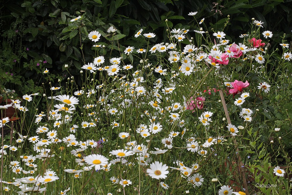 Le jardin nature, devant...