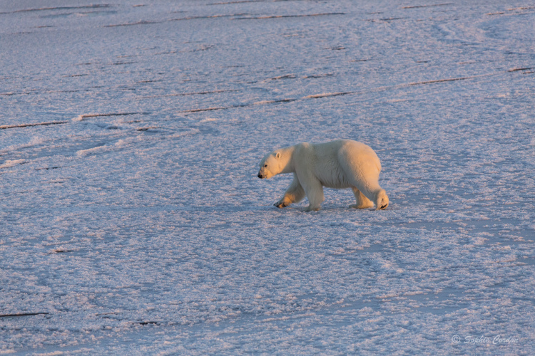 Encore un peu de Photo Bear #3