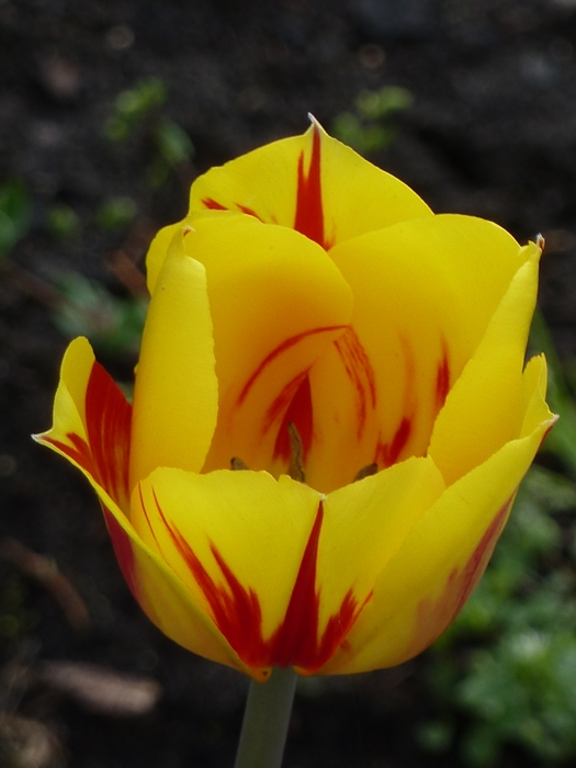 Tulipe