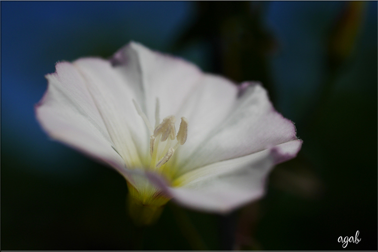 promenade photographique du 1er au 15 juillet