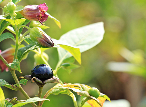 Belladone Atropa belladonna Feuilles, fleurs et fruits (Jardinage LeMonde)