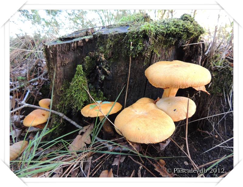 Cueillette de champignons sur la route de Lacanau - 4/4