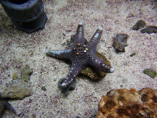 Aquarium d'Amnéville (fin).