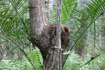 Jozani forêt, Zanzibar. 2023.