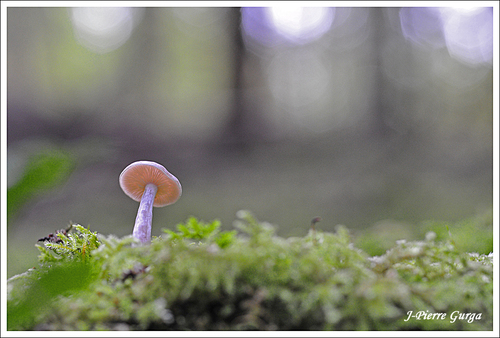 De beaux champignons photographiés par Jean-Pierre Gurga en automne 2012