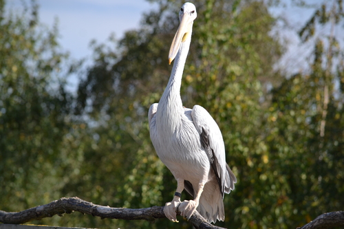 Spectacle d'oiseaux en vol libre