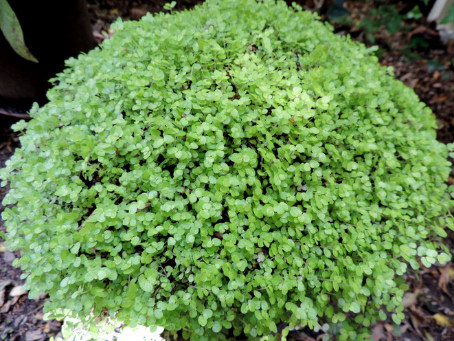 Plantes pour jardin d'ombre...