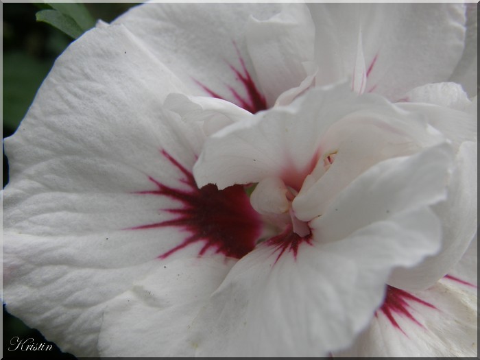 Hibiscus "speciosus"