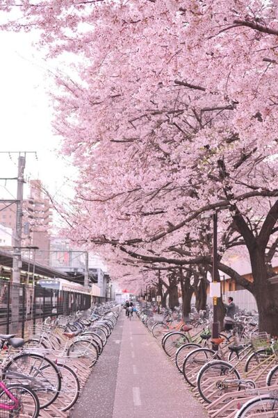 story life trams japan cherry blossoms trams