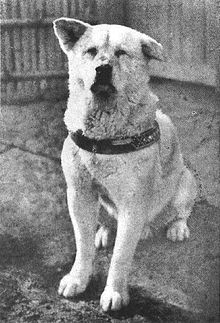 https://upload.wikimedia.org/wikipedia/commons/thumb/6/6b/Hachiko.JPG/220px-Hachiko.JPG