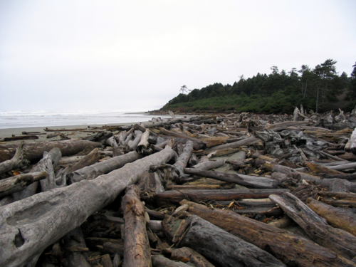 Bois flotté sur la côte nord de l'État de Washington