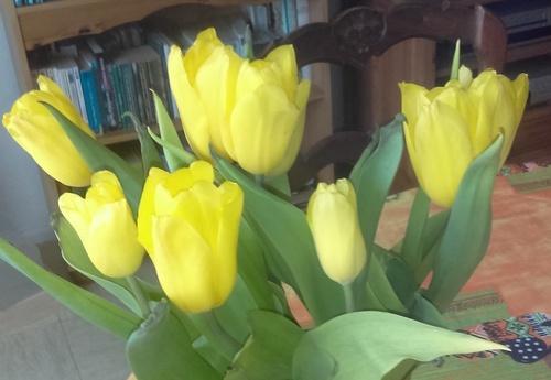 des tulipes