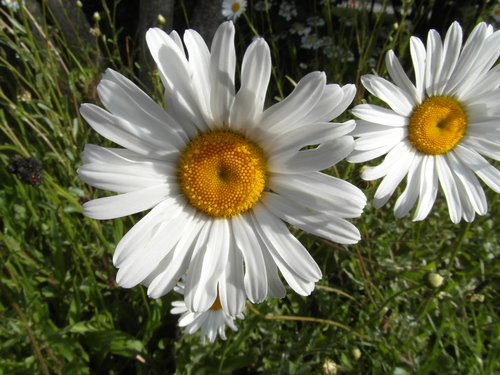 Marguerites