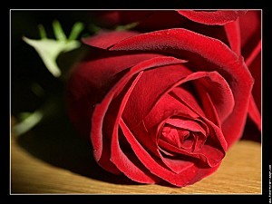 rose-rouge-01.jpg