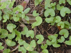 Centella Asiatica